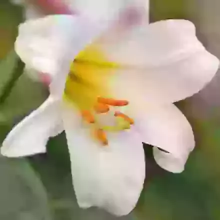 Trumpet-Shaped Hybrids